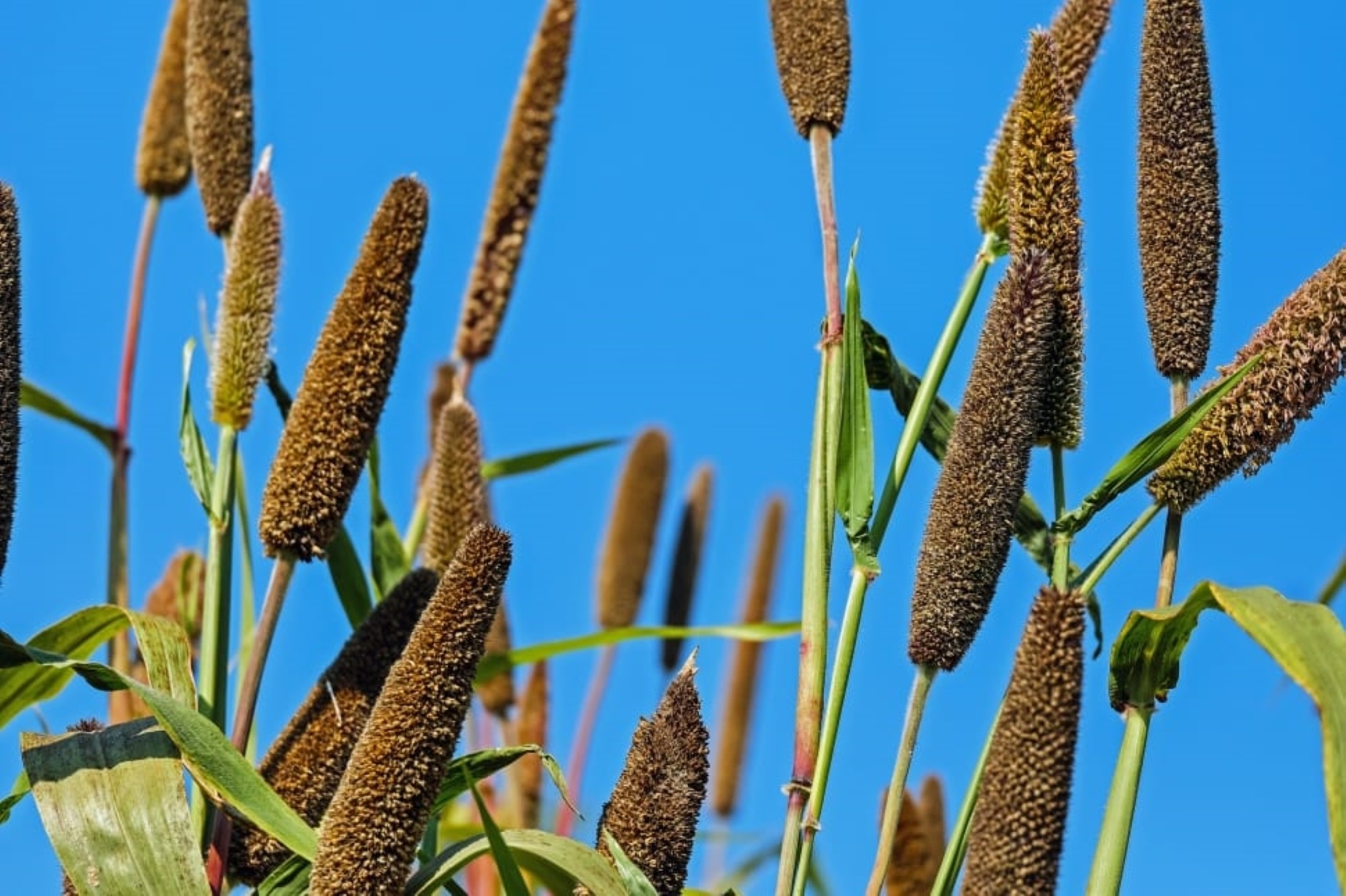 QUINOA