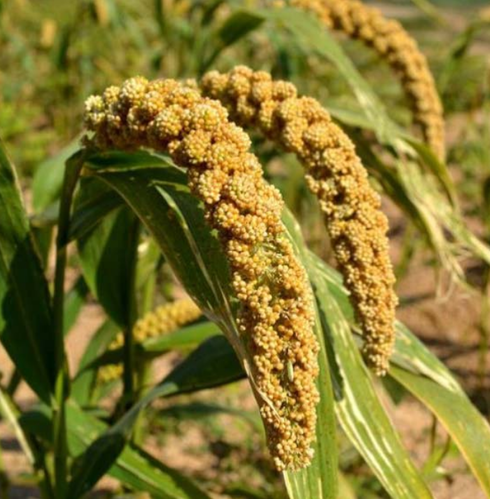 FLAX SEEDS